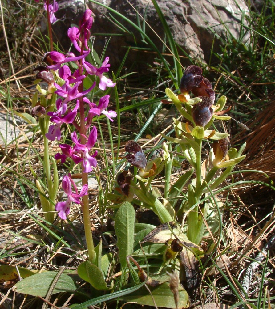 Orchidee di Marzo - Dalla Grecia con passione